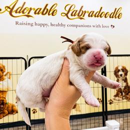Orange - Red male Australian Labradoodle puppy in Antelope, California from Adorable Labradoodle