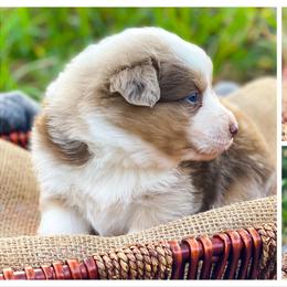 Australian Shepherd Puppies from Soggy Bottom Farms
