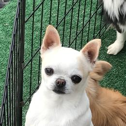 Jellybean - Chihuahua