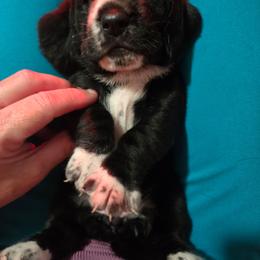 Girl 2 - Black and white female Basset Hound puppy in Shelbyville, Michigan from Buck Wild 4 Bassets