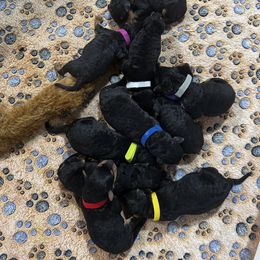 Mr Red - Black and tan male Airedale Terrier puppy in Mooresville, North Carolina from Farm 55