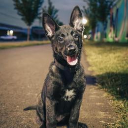 Belgian Malinois and German Shepherd Puppies from Laeknir K9