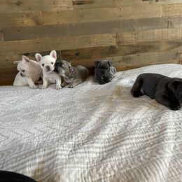French Bulldog Puppies from 1011 French Bulldogs