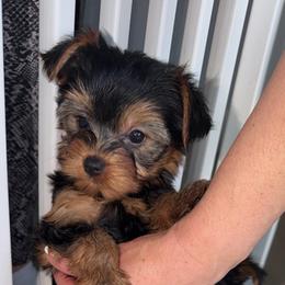 Francia - Blue and gold female Yorkshire Terrier puppy in Fort Myers, Florida from Katherine’s Yorkies and Poodles