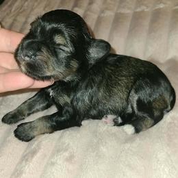 Ingrid - Salt and pepper female Miniature Schnauzer puppy in Graham, Washington from Kristy's French Bulldogs & Mini Schnauzers