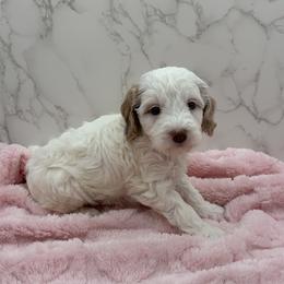 Lily - Parti female Goldendoodle puppy in Kansas City, Kansas from Bella & Ivy’s Mini Goldendoodles of KC
