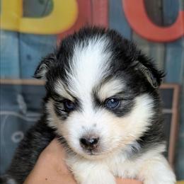 Falcon-2200 - Black and white male Pomsky puppy in Spring Hill, Florida from www.PuppyTimeEmporium.com
