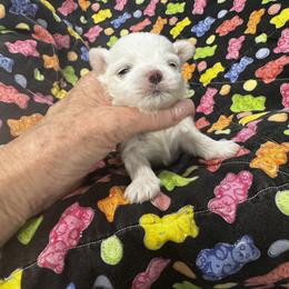 Bella Dolce Boy 2 - White male Maltese puppy in Phoenix, Arizona from Bella Dolce Maltese