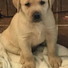 Labrador Retriever Puppies from Gun Dog Retrievers