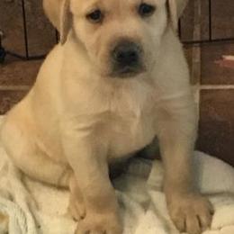Labrador Retriever Puppies from Gun Dog Retrievers