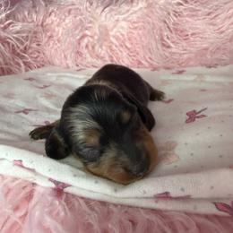 Henry - Dapple male Dachshund puppy in Lake City, Florida from My Ditzy Doxies of Florida