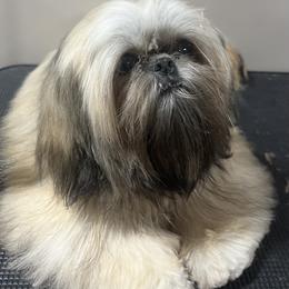 Dino - Shih Tzu