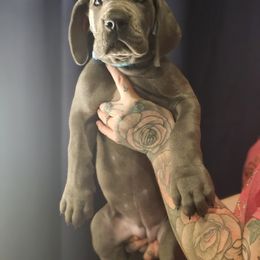 Girl 1 - Blue Great Dane puppy in Ohio from Loyal-Loves Great Danes