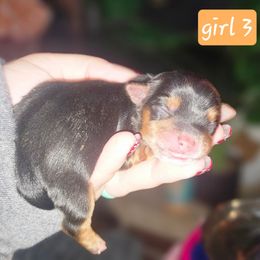 Girl 3 - Black and tan female Yorkshire Terrier puppy in Thornville, Ohio from My precious yorkies