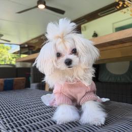 Tiny Korean Sophie - White female Maltese puppy in Miami, Florida from Natalias Tiny Puppies