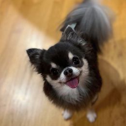 Mintabug - Chihuahua