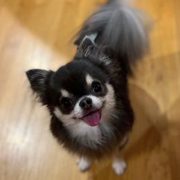 Mintabug - Chihuahua