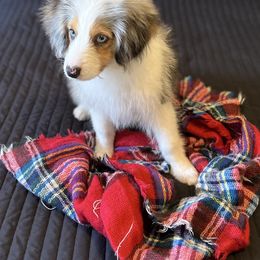 Aussiedoodle Puppies from Hearth&Hound Doodles