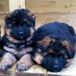 German Shepherd Puppies from Tabor Springs GSD