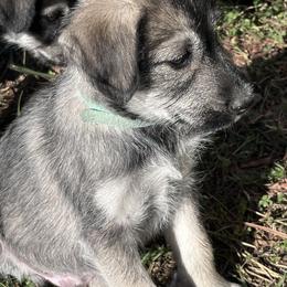 Companion Cross and Working Dog Cross Puppies from Amazing Standard Schnauzers