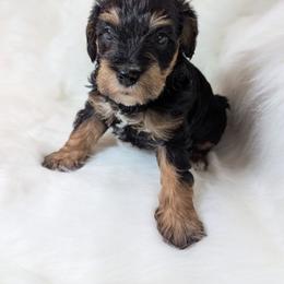 Boy 2 - Black male Schnoodle puppy in Holmesville, Ohio from Pawsome Puppies