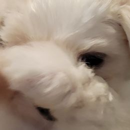 Mal-Shis, Maltese, Maltipoos, and Shih Tzus from Cooley's Cuddle Pups