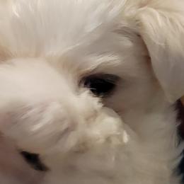 Mal-Shis, Maltese, Maltipoos, and Shih Tzus from Cooley's Cuddle Pups