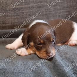 Rowan - Piebald male Dachshund puppy in Blanchard, Oklahoma from Dusty Road Doxies