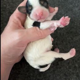 Charm - Tri-color male Cavapoo puppy in Mount Vernon, Texas from S and J Cavapoos