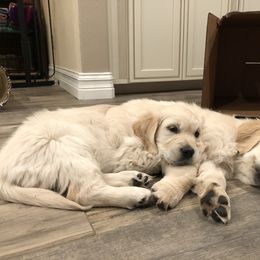 Golden Retriever Puppies from Lakeside Golden Retrievers