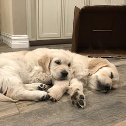 Golden Retriever Puppies from Lakeside Golden Retrievers