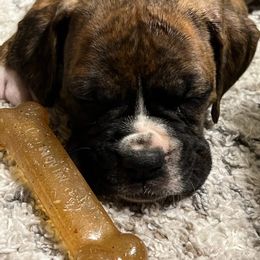 Boxer Puppies from Boxer Blessings Kennel