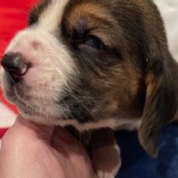 Basset Hound Puppies from Southern Rose Bassets
