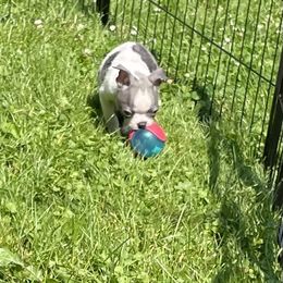 Boston Terrier Puppies from Angie's Little Bostons