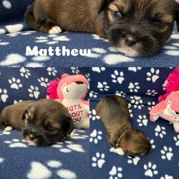 Matthew - Charcoal male Lhasa Apso puppy in Cincinnati, Ohio from Shangri-La Lhasa Apsos