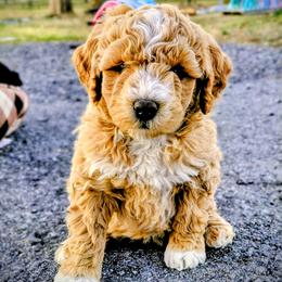 Assorted Doodle Crosses Puppies from Southern Star Goldendoodles