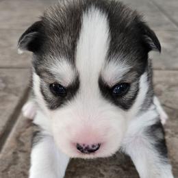 Bloom - Black and white female Siberian Husky puppy in Auburn, Washington from Black Diamond Siberian Huskies