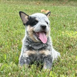 Green Collar - Australian Cattle Dog puppy from Back Road Dog Company, LLC