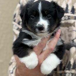 Doritos - Black tri male Toy Australian Shepherd puppy in Riverton, Utah from Iron Spirit Homestead & Aussies