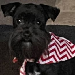 Winston - Miniature Schnauzer