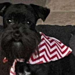 Winston - Miniature Schnauzer