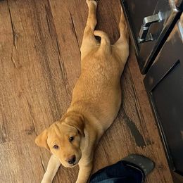 Labrador Retrievers from Zenner Up North Kennels