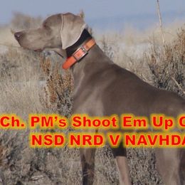Weimaraners from Greatrock North Weimaraners