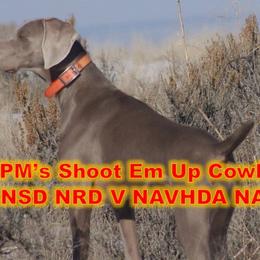 Weimaraners from Greatrock North Weimaraners