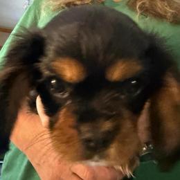 Rolo - Black and tan male Cavalier King Charles Spaniel puppy in Kirksville, Missouri from Royal Country Cavaliers of Missouri
