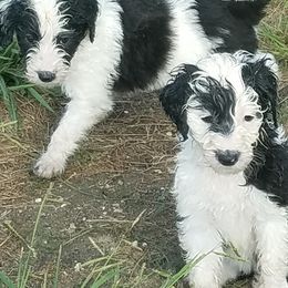 Bernedoodles, Old English Sheepdogs, and Sheepadoodles from American Doodles