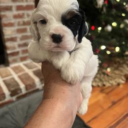 Charlie - Black white and tan male Cocker Spaniel puppy in Church Point, Louisiana from Acadia's Cockers