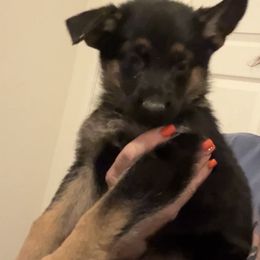 Hanna - Black and red female German Shepherd puppy in Whitewater, California from Vom Haus Metzler Shepherds