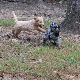 Goldendoodle Puppies from FurEver Friends Doodles