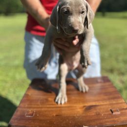 Ms. Light Green - Gray female Weimaraner puppy in Appling, Georgia from Georgia Line Weimaraners